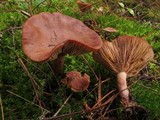 Lactarius rufus image