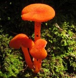 Hygrocybe miniata image