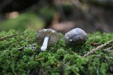 Pluteus atromarginatus image