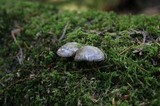 Pluteus atromarginatus image