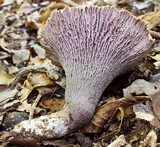 Gomphus ludovicianus image