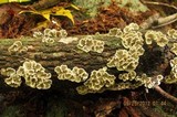 Plicaturopsis crispa image
