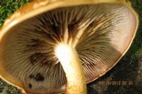 Hemistropharia albocrenulata image