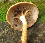 Hemistropharia albocrenulata image