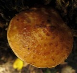 Hemistropharia albocrenulata image