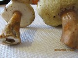 Gyroporus castaneus image