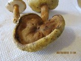 Gyroporus castaneus image