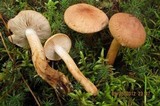 Tricholoma vaccinum image