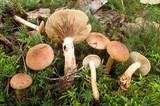 Tricholoma vaccinum image