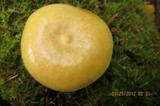 Tricholomopsis sulphureoides image