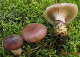 Gomphidius glutinosus image