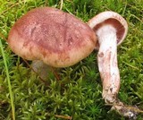 Hygrophorus purpurascens image