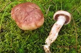 Hygrophorus purpurascens image