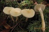 Cuphophyllus virgineus image