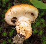 Tricholoma focale image