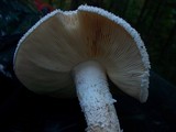 Amanita magniradix image