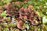 Hydnellum subzonatum image