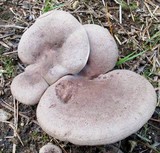 Lactarius mammosus image