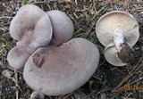 Lactarius mammosus image