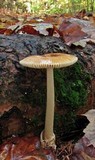 Amanita amerifulva image