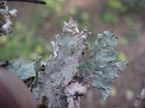 Platismatia glauca image