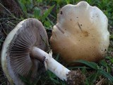 Stropharia coronilla image
