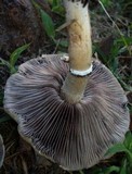 Stropharia coronilla image