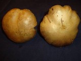 Stropharia coronilla image