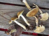 Stropharia hornemannii image