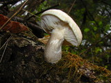 Hypsizygus ulmarius image