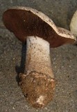 Agaricus pequinii image