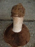 Agaricus pequinii image