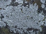 Physcia caesia image