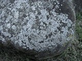 Physcia caesia image