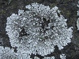 Physcia caesia image