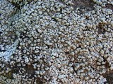 Physcia caesia image