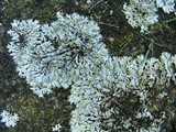 Physcia caesia image