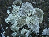 Physcia caesia image