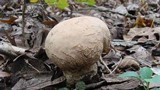 Calvatia craniiformis image
