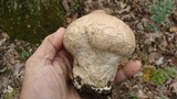 Calvatia craniiformis image