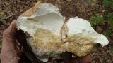 Calvatia craniiformis image