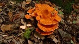 Laetiporus cincinnatus image