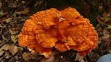 Laetiporus cincinnatus image