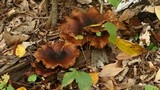 Royoporus badius image