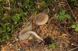 Inocybe griseolilacina image