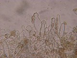 Inocybe griseolilacina image