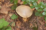 Amanita augusta image