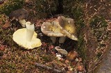 Russula occidentalis image