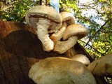 Hemipholiota populnea image