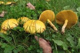 Suillus americanus image